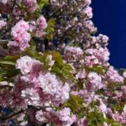 ヒメ日記 2026/04/14 18:52 投稿 蒼(あおい) PLUS梅田店