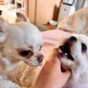 ヒメ日記 2026/03/28 22:49 投稿 サラ ロイヤルヴィトン(宇都宮)