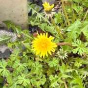 ヒメ日記 2026/04/04 16:25 投稿 サラ ロイヤルヴィトン(宇都宮)