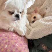 ヒメ日記 2026/04/06 12:24 投稿 サラ ロイヤルヴィトン(宇都宮)