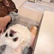 ヒメ日記 2026/04/06 12:39 投稿 サラ ロイヤルヴィトン(宇都宮)