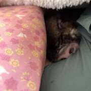 ヒメ日記 2026/04/14 17:34 投稿 サラ ロイヤルヴィトン(宇都宮)