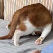 ヒメ日記 2026/03/17 18:18 投稿 もち（極上SPコース対応） EIGHT（エイト）～8つのお約束と無限の可能性～