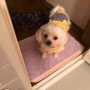 ヒメ日記 2026/04/11 00:21 投稿 ミーナ かわいい素人女子TOP100(地方出身者編)