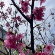 ヒメ日記 2026/03/19 12:01 投稿 安室 みく ハレ系 福岡DEまっとる。＆ひよこ治療院