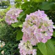ヒメ日記 2026/06/09 13:05 投稿 安室 みく ハレ系 福岡DEまっとる。＆ひよこ治療院