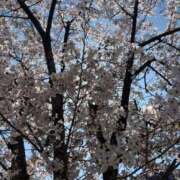 ヒメ日記 2026/04/03 12:08 投稿 ねいろ 白いぽっちゃりさん錦糸町店