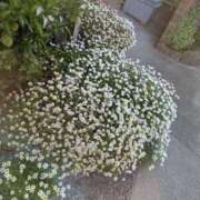 ヒメ日記 2026/05/16 19:25 投稿 桜子（さくらこ） 熟女の風俗最終章 大宮店