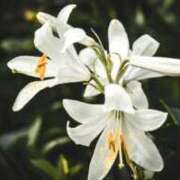 ヒメ日記 2026/07/03 00:14 投稿 憩(いこい) Good days GOOD-グッド-