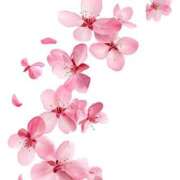 ヒメ日記 2026/03/30 14:35 投稿 もこ 福盛