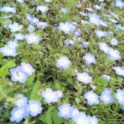 ヒメ日記 2026/04/24 09:12 投稿 愛川こころ ミセスの癒しエステ