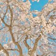 ヒメ日記 2026/03/25 21:04 投稿 つばさ 新宿・本格コスプレ素人アイドル学園イメクラ「新入生」