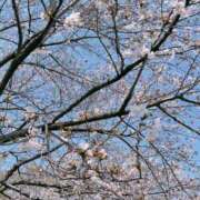 ヒメ日記 2026/04/03 10:02 投稿 つばさ 新宿・本格コスプレ素人アイドル学園イメクラ「新入生」