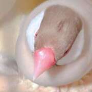 ヒメ日記 2026/04/08 14:01 投稿 つばさ 新宿・本格コスプレ素人アイドル学園イメクラ「新入生」