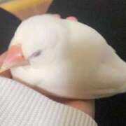 ヒメ日記 2026/04/12 14:01 投稿 つばさ 新宿・本格コスプレ素人アイドル学園イメクラ「新入生」