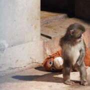 若尾留里 夜風はまだ冷たいですね🌸❄️ ローテンブルク