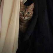 あおい 保護猫が沢山住んでいるラブホテル？ 人妻倶楽部 内緒の関係 川越店