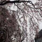 むつき 桜咲く 完熟ばなな新宿