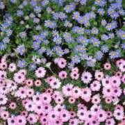 ヒメ日記 2026/04/07 08:00 投稿 もえか 奥様はエンジェル　立川店