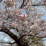 ヒメ日記 2026/04/08 00:06 投稿 立花えり セレブショップ新宿（東京ハレ系）