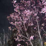 ヒメ日記 2026/03/18 14:45 投稿 小日向 かんな セカンドパートナー池袋