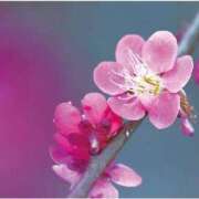 ヒメ日記 2026/03/17 14:12 投稿 みなこ 熟女の風俗最終章 仙台店