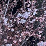 ヒメ日記 2026/03/17 12:39 投稿 ののか 池袋人妻アデージョ