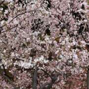 ヒメ日記 2026/03/24 19:39 投稿 ののか 池袋人妻アデージョ