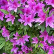 ヒメ日記 2026/04/20 14:29 投稿 ののか 池袋人妻アデージョ