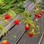 みこと 出勤日と🍓🤍 カクテル(岡山)