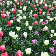 ヒメ日記 2026/05/13 20:48 投稿 矢吹しず奈 五十路マダムエクスプレス船橋店(カサブランカグループ)