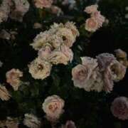 一ノ瀬ローサ 謝罪 奴隷志願！変態調教飼育クラブ梅田店