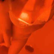 ヒメ日記 2026/03/29 11:13 投稿 ゆあ かりんと渋谷店