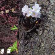 桜庭 しおり はじめまして セカンドパートナー池袋