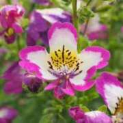 ヒメ日記 2026/03/14 21:33 投稿 新人あず 奥様メモリアル