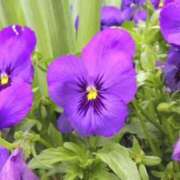 ヒメ日記 2026/03/16 07:18 投稿 新人あず 奥様メモリアル