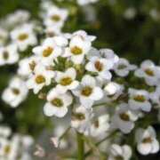 ヒメ日記 2026/03/24 09:06 投稿 新人あず 奥様メモリアル