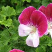 ヒメ日記 2026/03/25 19:06 投稿 新人あず 奥様メモリアル