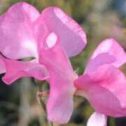 ヒメ日記 2026/03/31 02:06 投稿 新人あず 奥様メモリアル