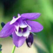 ヒメ日記 2026/04/02 20:06 投稿 新人あず 奥様メモリアル