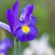 ヒメ日記 2026/04/06 11:06 投稿 新人あず 奥様メモリアル