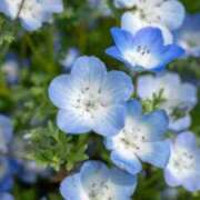 ヒメ日記 2026/04/08 17:06 投稿 新人あず 奥様メモリアル