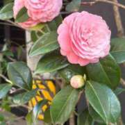 ヒメ日記 2026/04/12 17:06 投稿 新人あず 奥様メモリアル