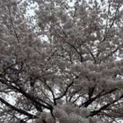 ヒメ日記 2026/04/13 16:06 投稿 新人あず 奥様メモリアル