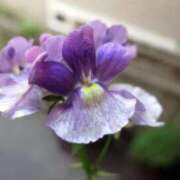 ヒメ日記 2026/04/14 11:06 投稿 新人あず 奥様メモリアル