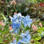 ヒメ日記 2026/04/15 10:06 投稿 新人あず 奥様メモリアル