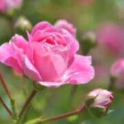 ヒメ日記 2026/04/16 11:06 投稿 新人あず 奥様メモリアル