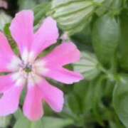 ヒメ日記 2026/04/17 13:12 投稿 新人あず 奥様メモリアル