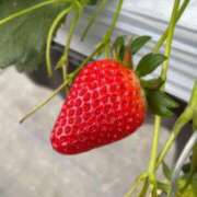 ヒメ日記 2026/04/17 17:06 投稿 新人あず 奥様メモリアル