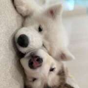 レイラ 🐶🌸 風神会館新宿店